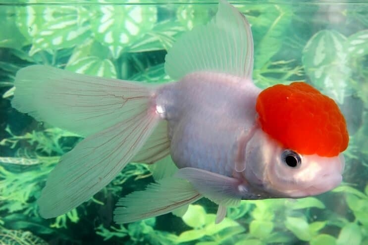 Löwenkopf Goldfisch