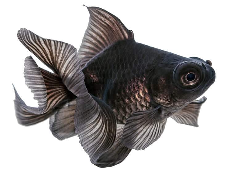 Schwarzer Teleskop-Goldfisch