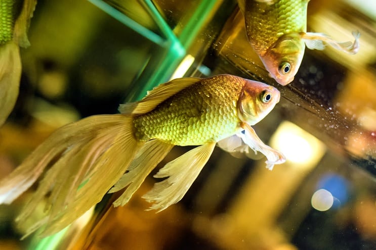 Fantail Goldfisch