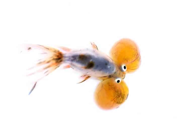 Bubble Eye Goldfisch