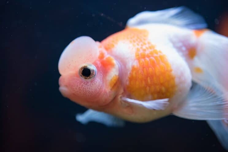 Perlmutt Goldfisch