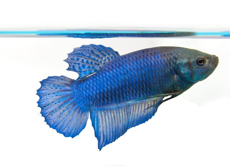 weiblicher Betta-Fisch