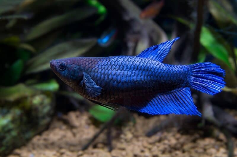Weiblicher Betta Fisch