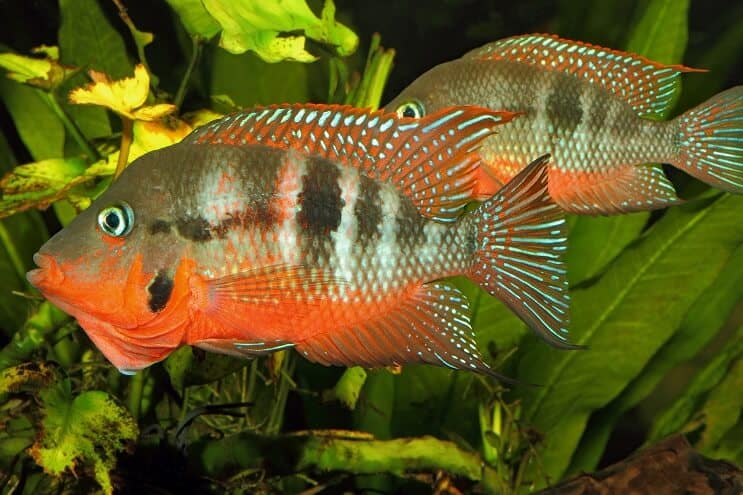 Firemouth Cichlid männlich und weiblich