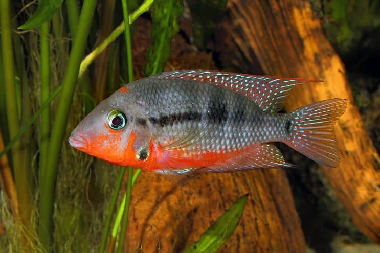 Firemouth Cichlid Schwimmen