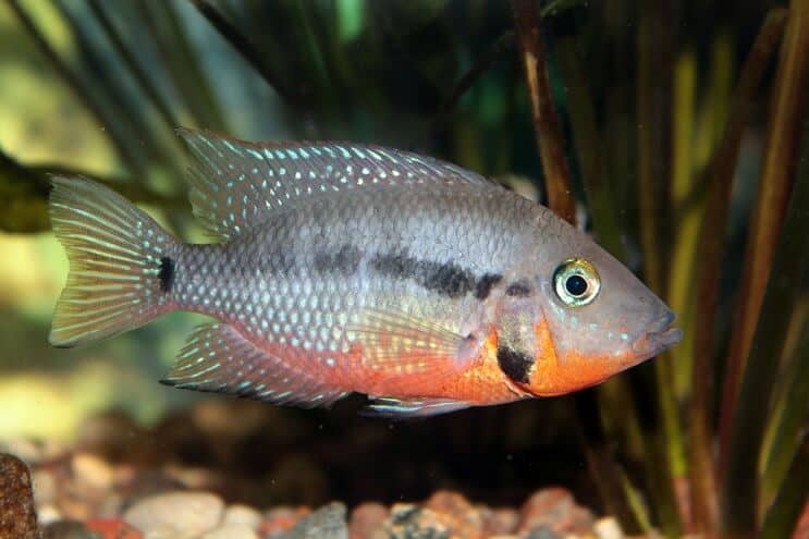 Firemouth Cichlid Fütterung