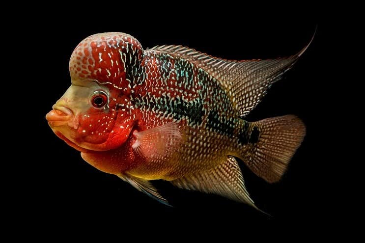 Flowerhorn Cichlid Aussehen