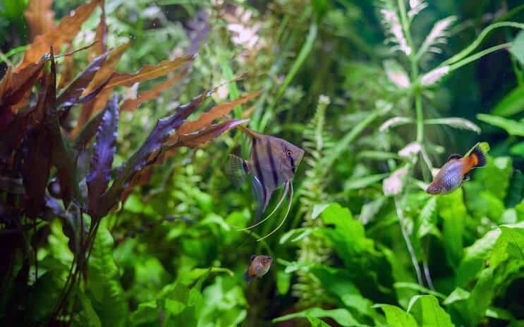 Angelfish Tank Mates