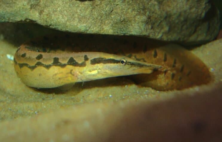 Reifenspur Aal