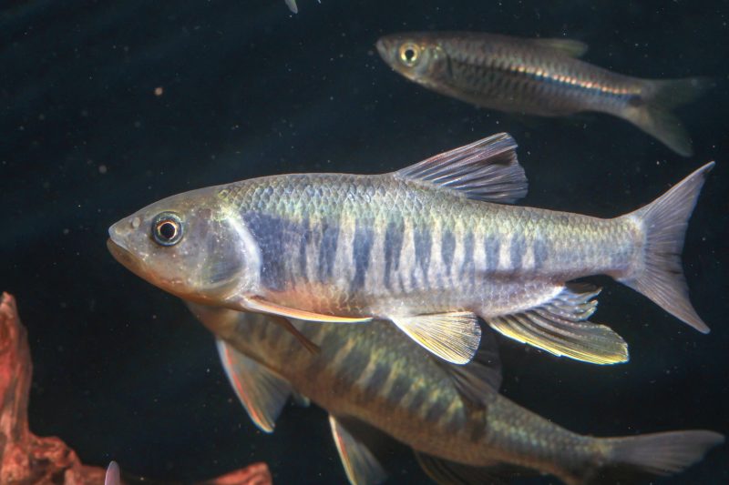 Süßwasserhai