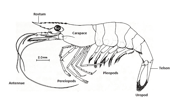 Aussehen von Ghost Shrimp