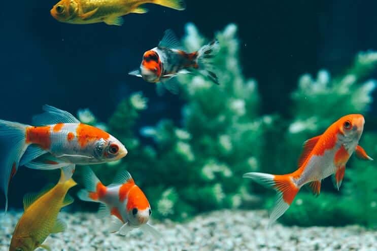 Gemeiner Goldfisch