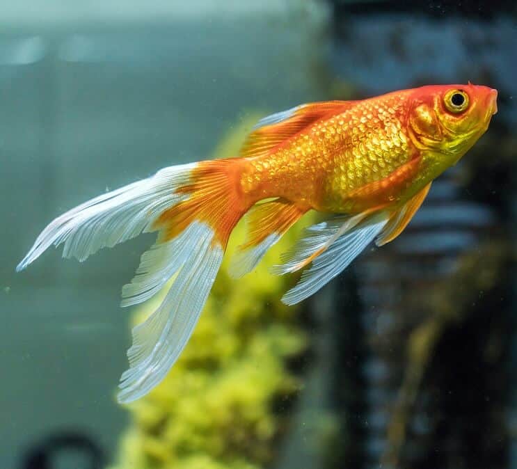 Komet Goldfisch