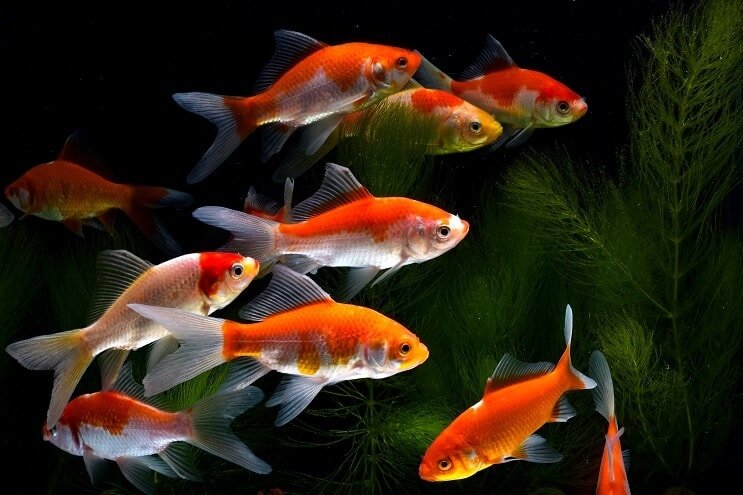 Koi Goldfisch