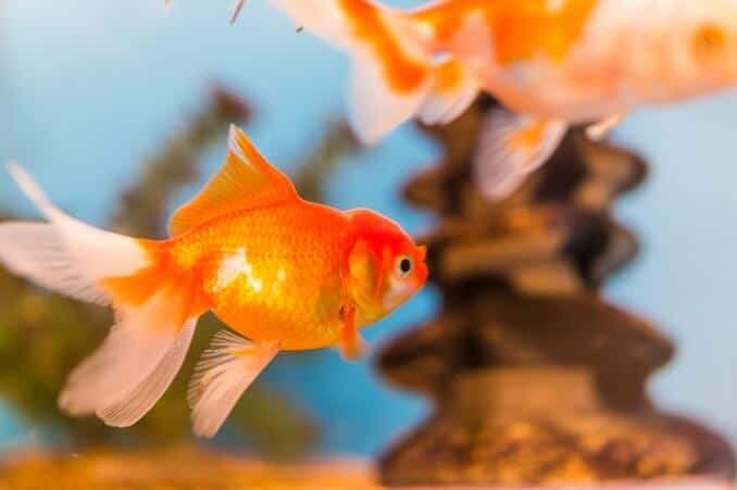 Goldfisch