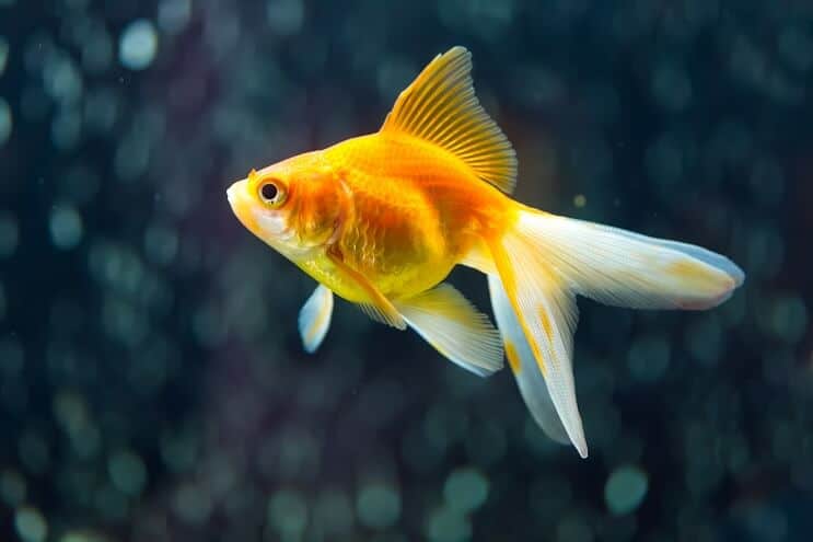 Fantail Goldfisch