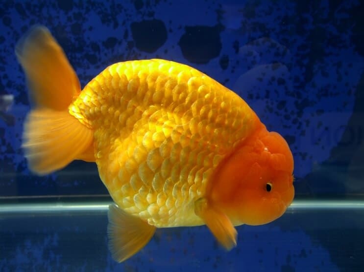 Ranchu Goldfisch
