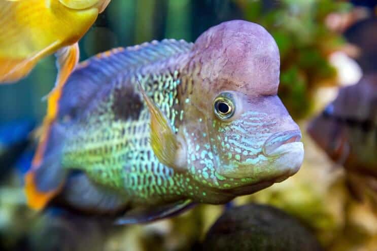 Green Terror Aussehen