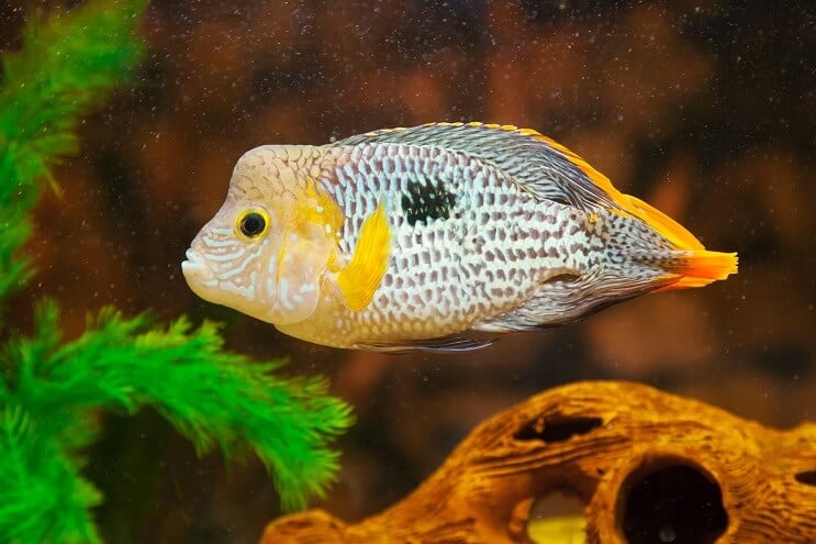 Grüner Terrorfisch