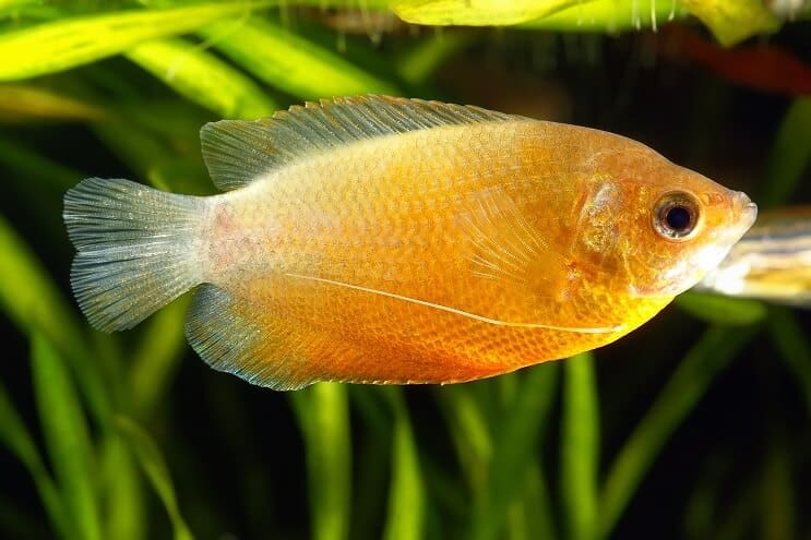Honig Gourami