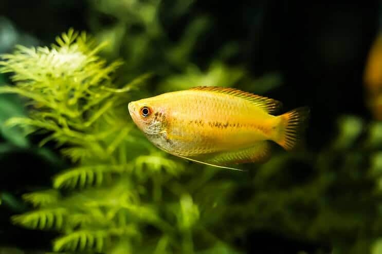 Honig Gourami Aussehen