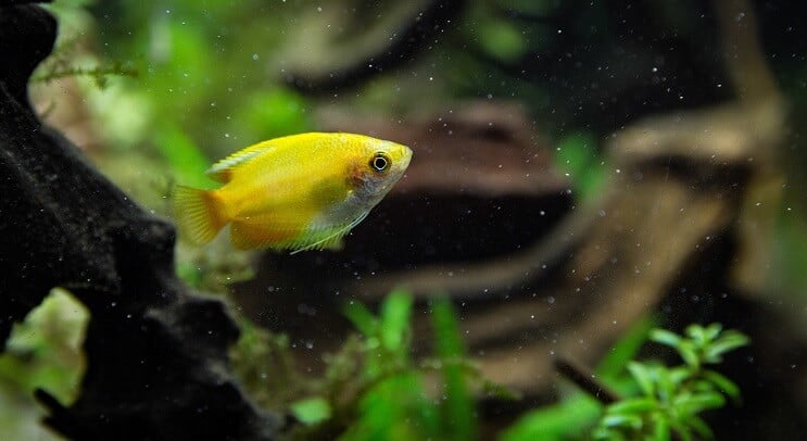 Sonnenuntergang Honig Gourami