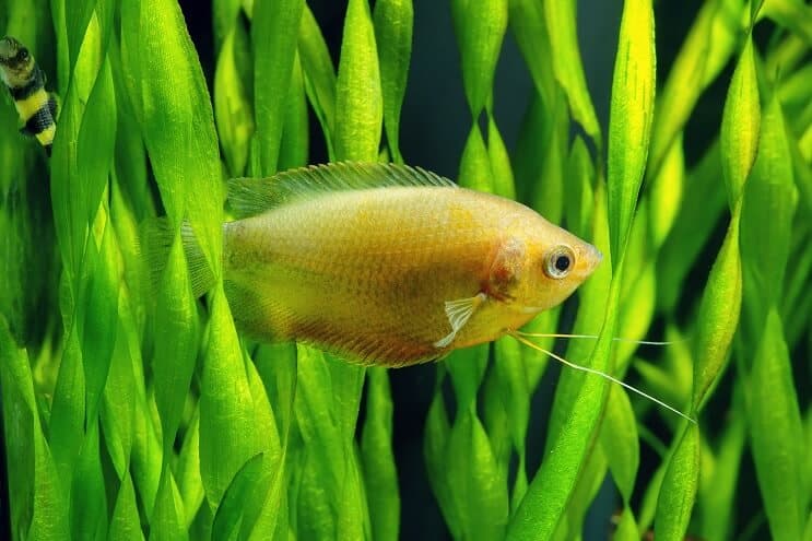 Honig Gourami Pflege