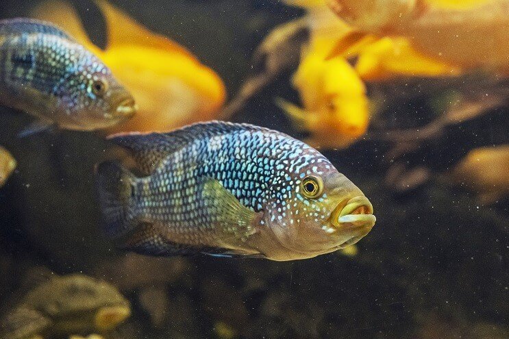 Jack Dempsey Fisch Aussehen