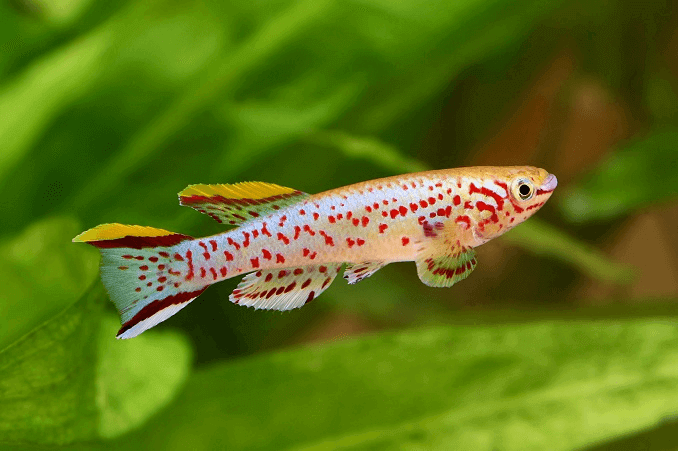 Der Blue Lyretail Killifish