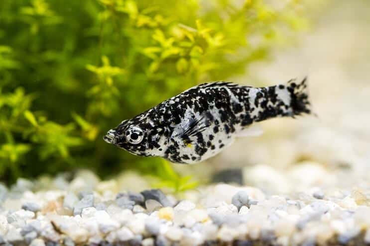 Dalmatinerin Molly Fish