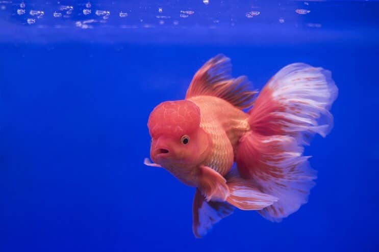 Oranda Goldfisch