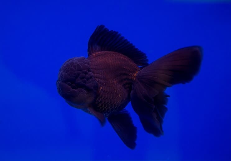 Schwarzer Oranda Goldfisch