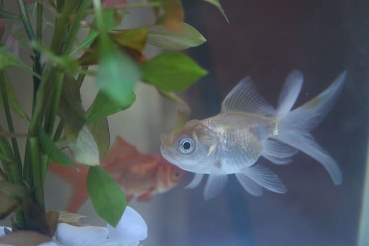 Blauer Oranda Goldfisch