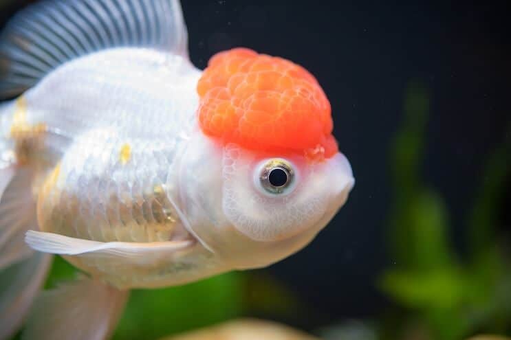 Rote Kappe Oranda Goldfisch