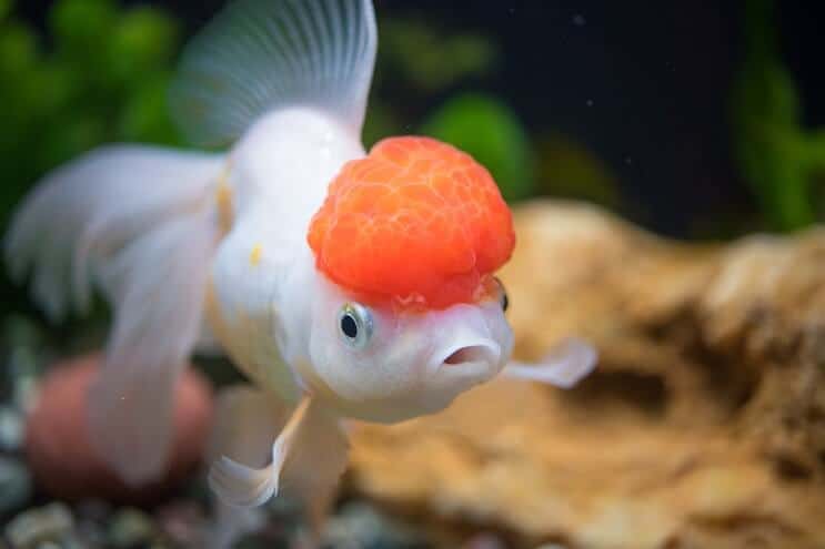 Oranda Goldfischpflege