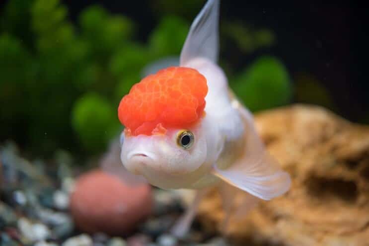Oranda Goldfisch Aussehen
