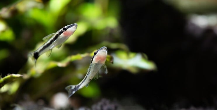 Otocinclus Schwimmen