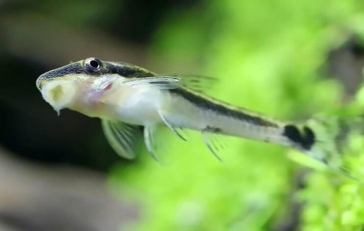 Otocinclus klebte am Panzer