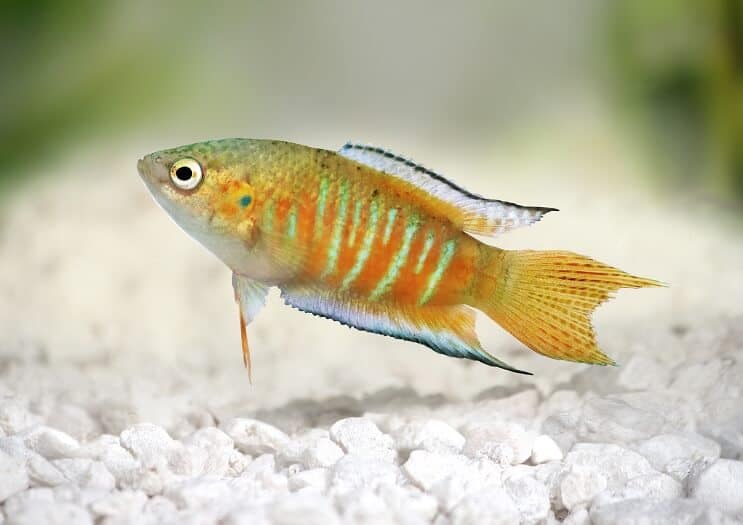 Paradiesfisch