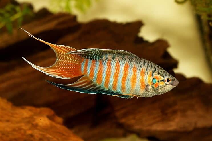 Paradies Fisch Aussehen