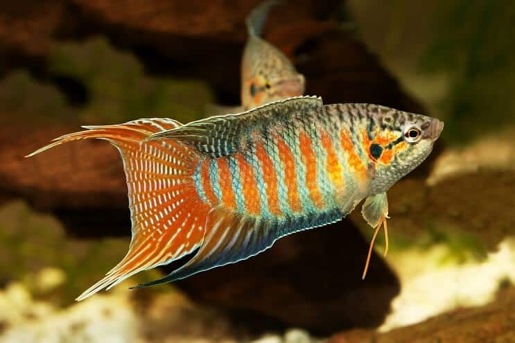Paradies Fischlebensraum