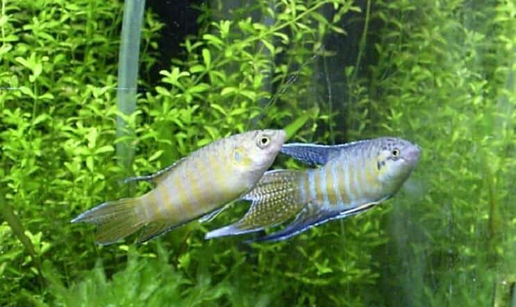 Zuchtparadiesfisch