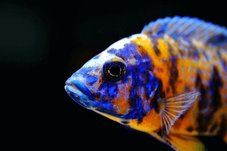 Buntes Aquarium des afrikanischen Buntbarschfisches