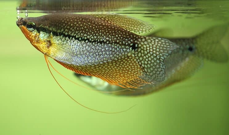 Pearl Gourami Aussehen