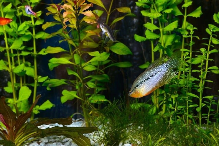Perlgourami in einem Aquarium
