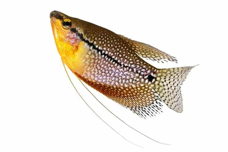 Pearl Gourami Nahaufnahme