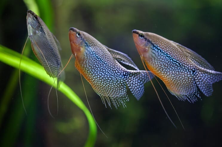 Gruppe von Pearl Gourami