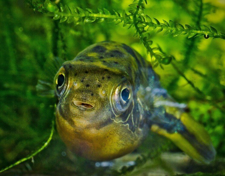 Zwergerbsenpuffer