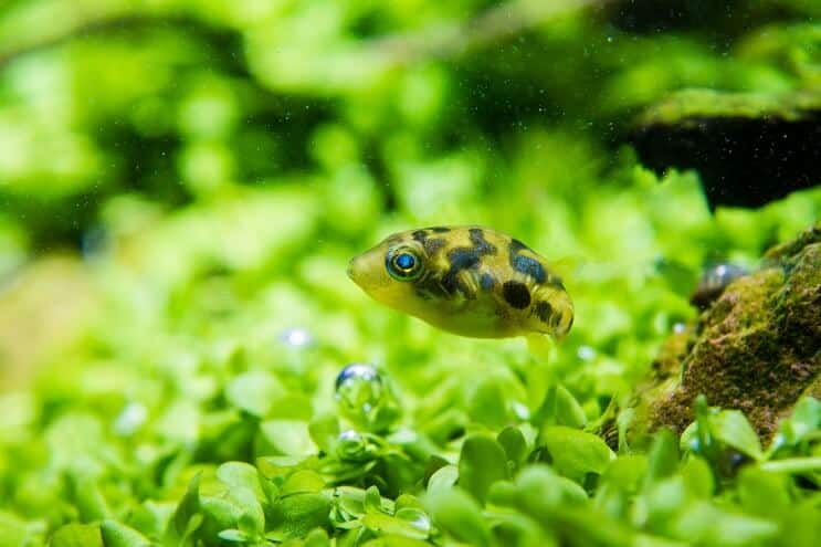 Erbsenpuffer Aussehen