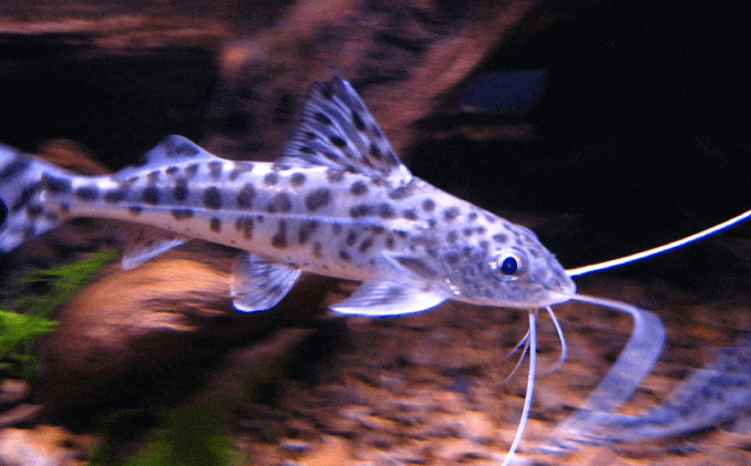 Aussehen von Pictus Catfish